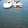 School of Fish in the Harbor